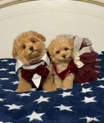 Maltipoo puppies from Russia