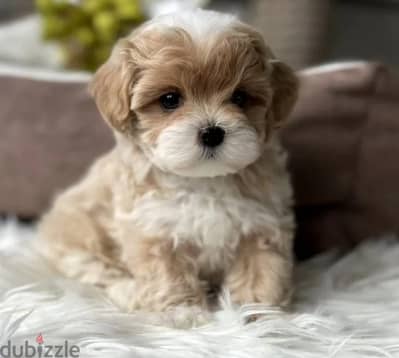 Maltipoo puppy female from Russia