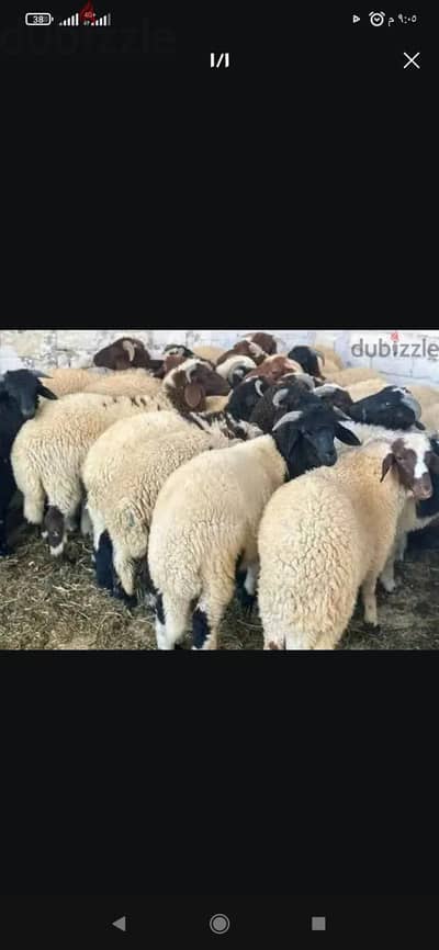 جزار لذبح أضاحي العيد بأقل الأسعار