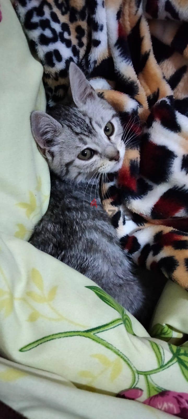 cute cat 1