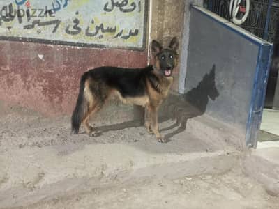 جرو جيرمن جدع اوي