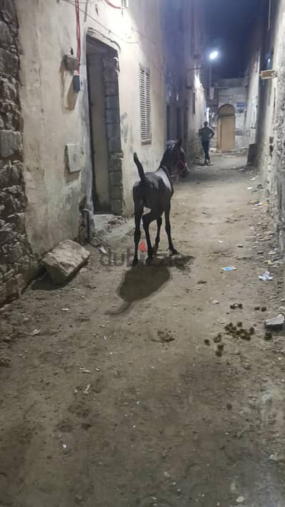 مهره بلدي