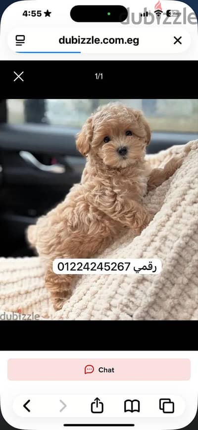 Poodle-maltipoo_puppy