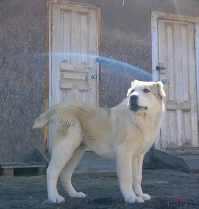 Central Asian shepherd Alabai puppy female