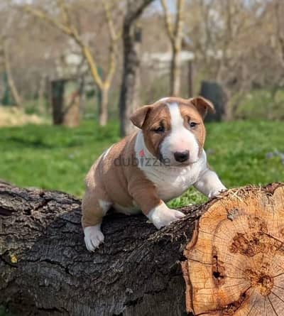 Miniature bull terrier puppy male from Russia