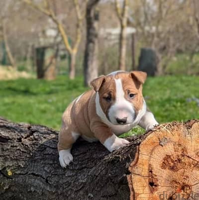 Miniature bull terrier puppy male from Russia