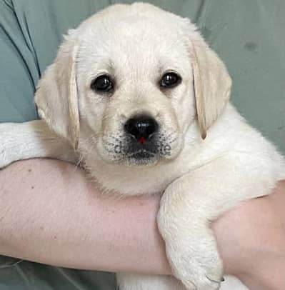 Labrador retriever puppies from Russia