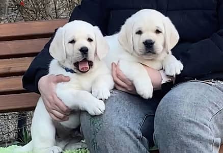 Labrador retriever puppies from Russia