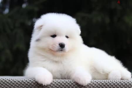 Samoyed dog puppy female from Russia