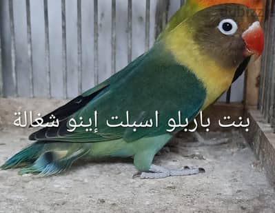 بادجى وباركادلوا