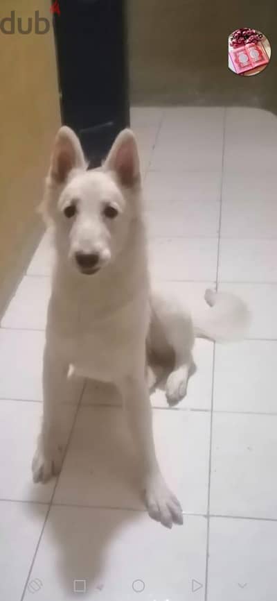 نتايه ويت جيرمان شبر