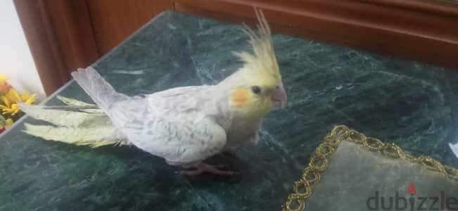 عصافير كوكتيل