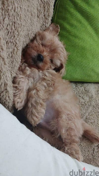 maltipoo for sale