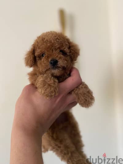 Poodle puppy pure with pedigre fci
