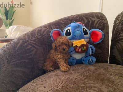Poodle top quality with pedigree fci