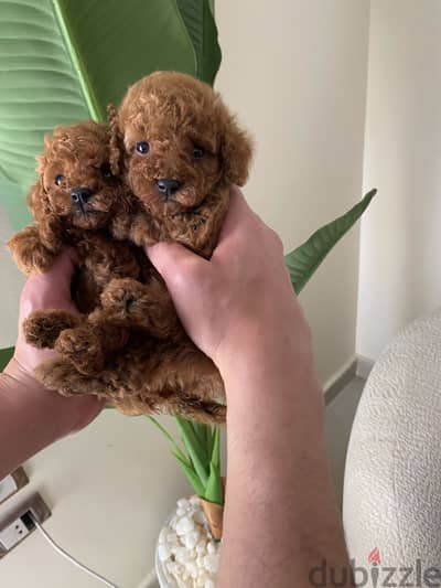 Poodle puppy pedigree fci