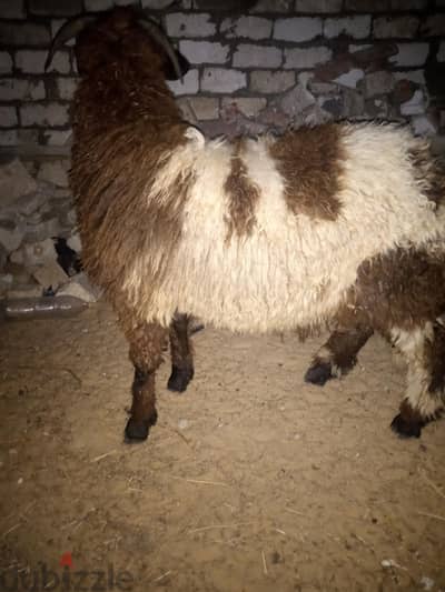 العامريه الاسكندريه
