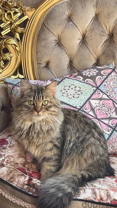 Siberian kittens WCF registered parents with passports