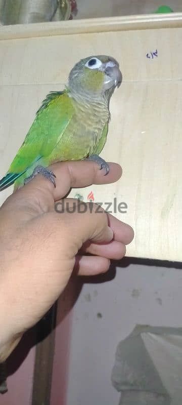 فرخ جرين شيك