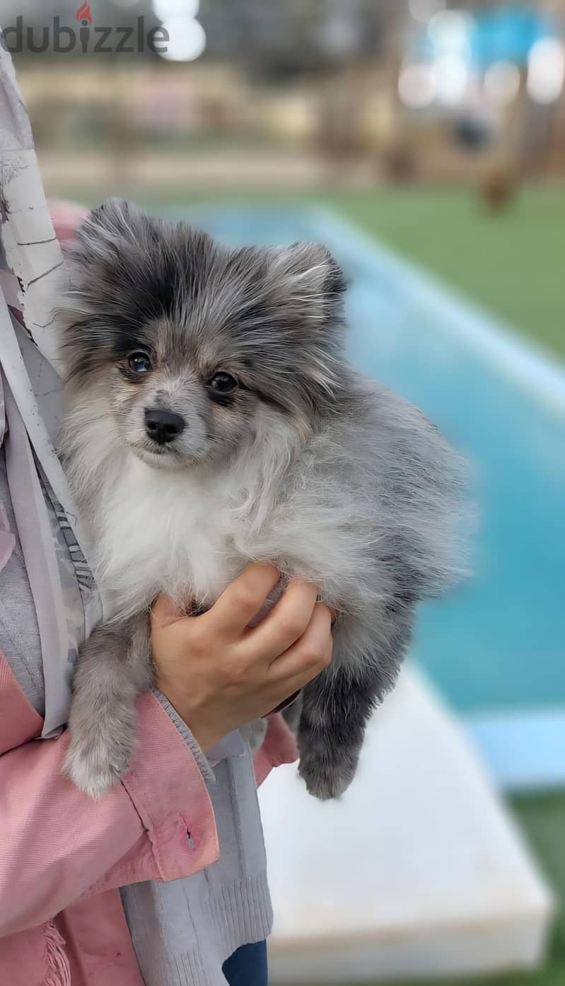 Pomeranian Puppies 9