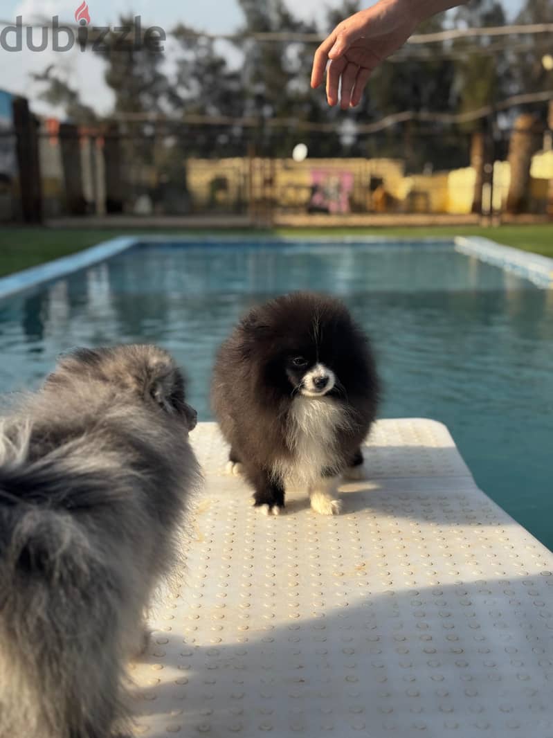 Pomeranian Puppies 10