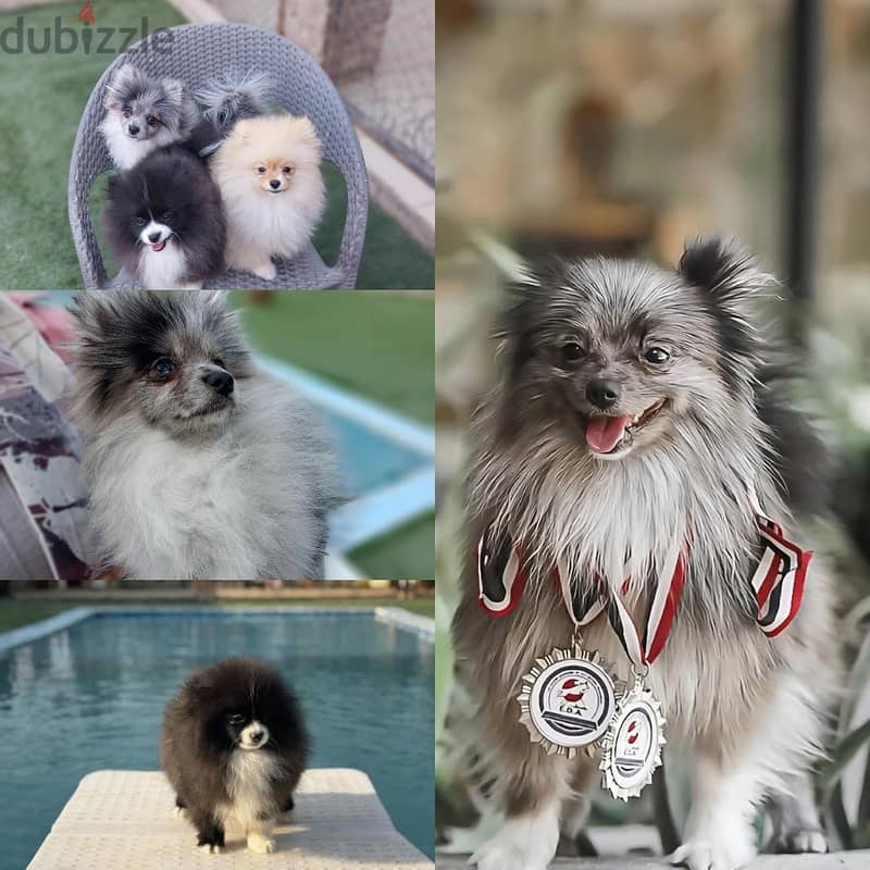 Pomeranian Puppies 11