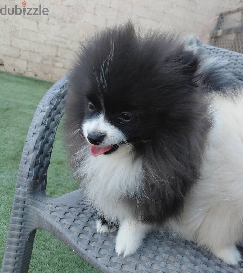 Pomeranian Puppies 12