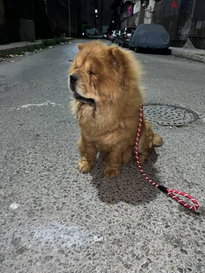 Chow chow