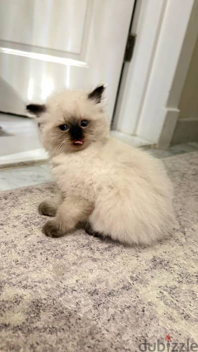 pure ragdoll kittens "boys"