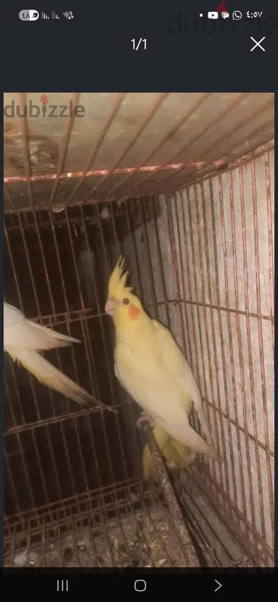 شباب للبيع