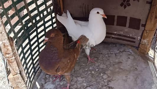 حمام كنج