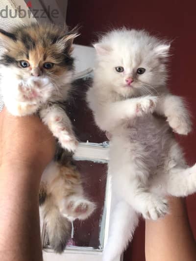 Purebred Persian cat