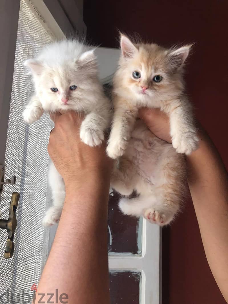 Purebred Persian cat 1