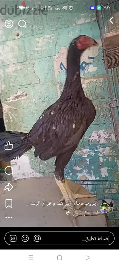 الخصوصيه علي الدائري جنب المرج الجديده