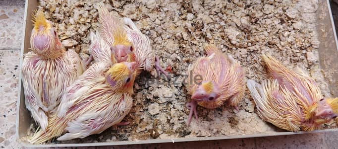 5 زغاليل كوكتيل لاتينى بريل عين حمرا للتأكيل اليدوى