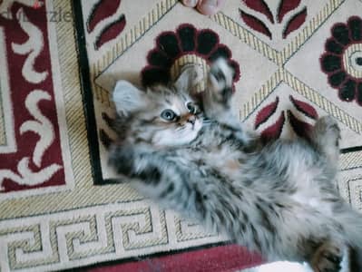 قطتين شيرازي للبيع