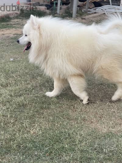 Samoyed pure
