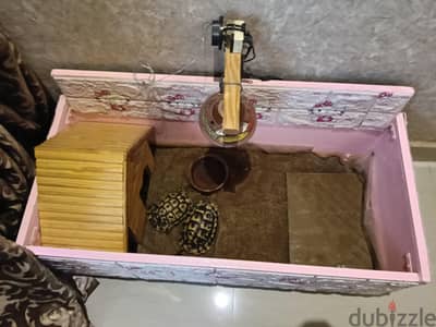 للبيع سلاحف يوناني دكر ونتاية بصحة جيدة