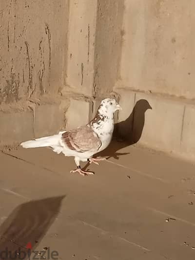 دكر حمام بلدى