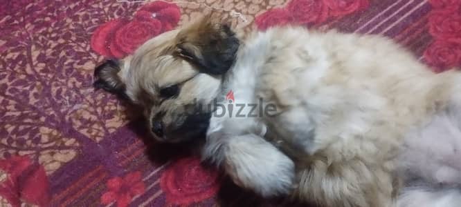 pure mini griffon