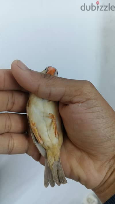 الجمرك