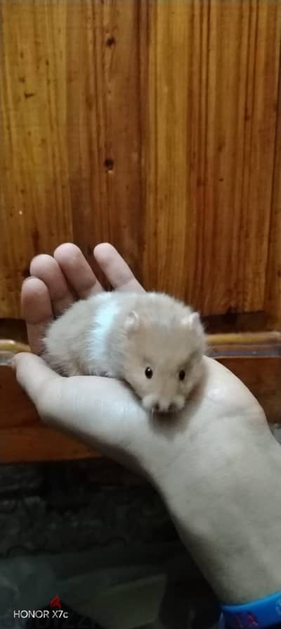 Golden hamster        % هامستر سوري تربيه بيتي 100