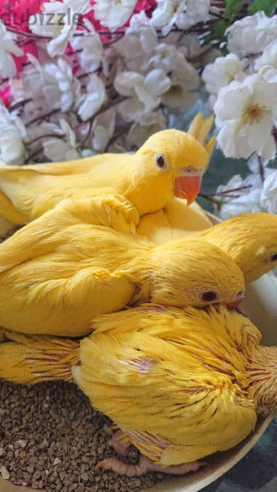 ببغاء دره لاتيني