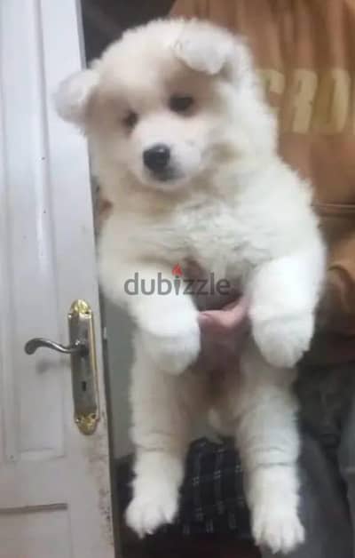 نتايه سامويت