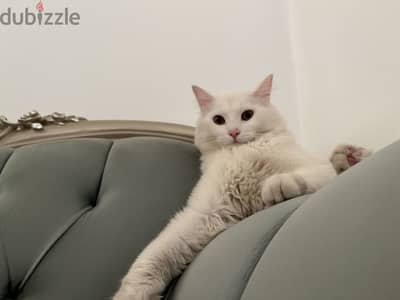 Sherazy/balady cat