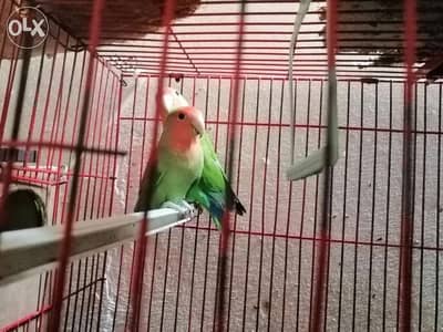 دكر روز جرين ريد شغال عمره سنه ونص للبيع لطير النتايه
