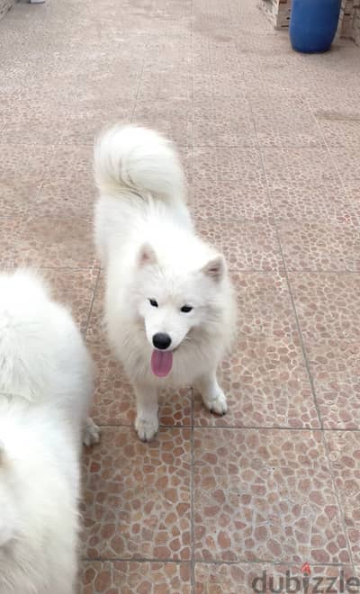 Samoyed