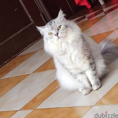 قطه   بورسعيد التوصل واتساب فقط للتبني التواصل وتس فقط