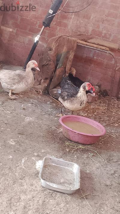 بط مسكوفي