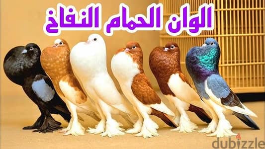 أسيوط